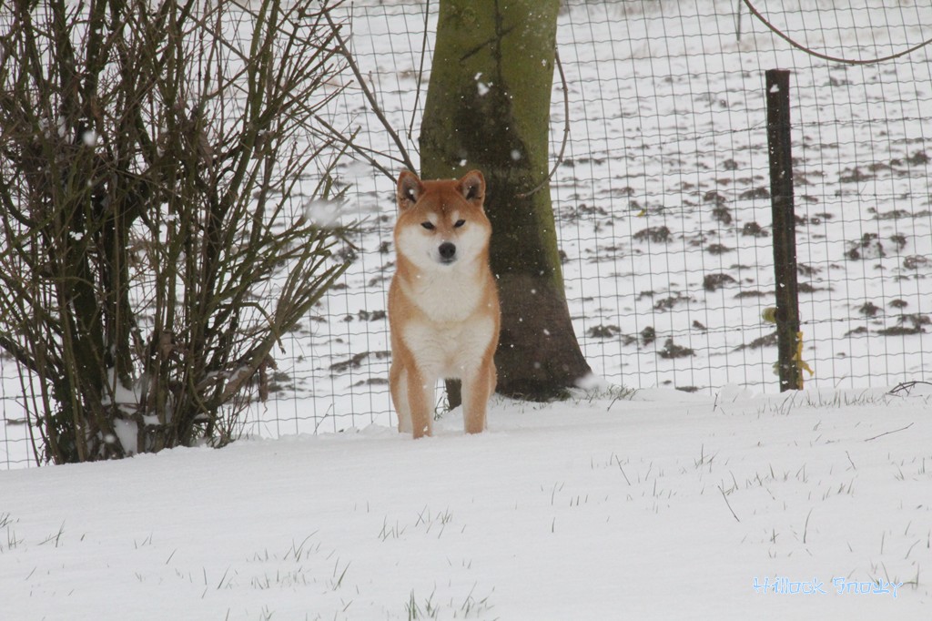 Ichigo Hime from Hillock Snowy