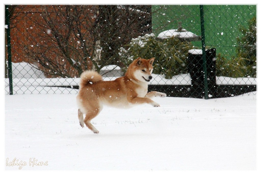 Ichigo Hime from Hillock Snowy