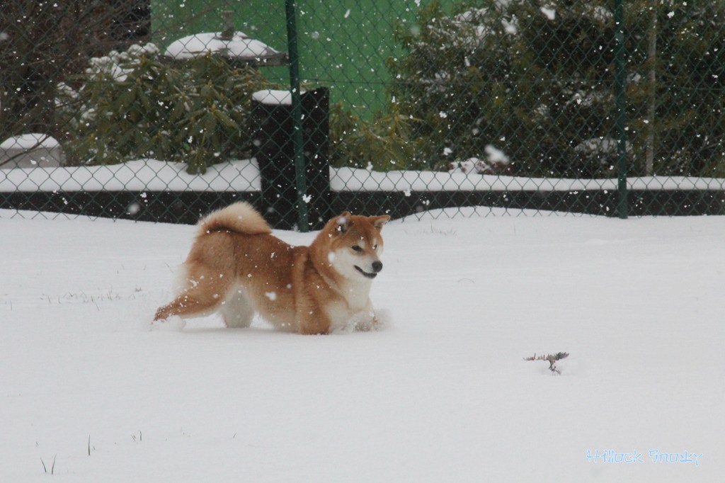 Ichigo Hime from Hillock Snowy