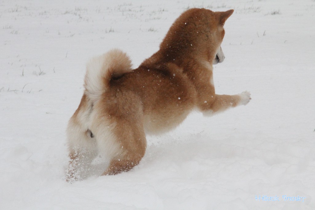 Ichigo Hime from Hillock Snowy