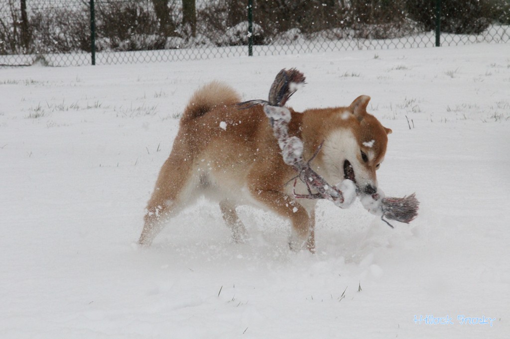 Ichigo Hime from Hillock Snowy