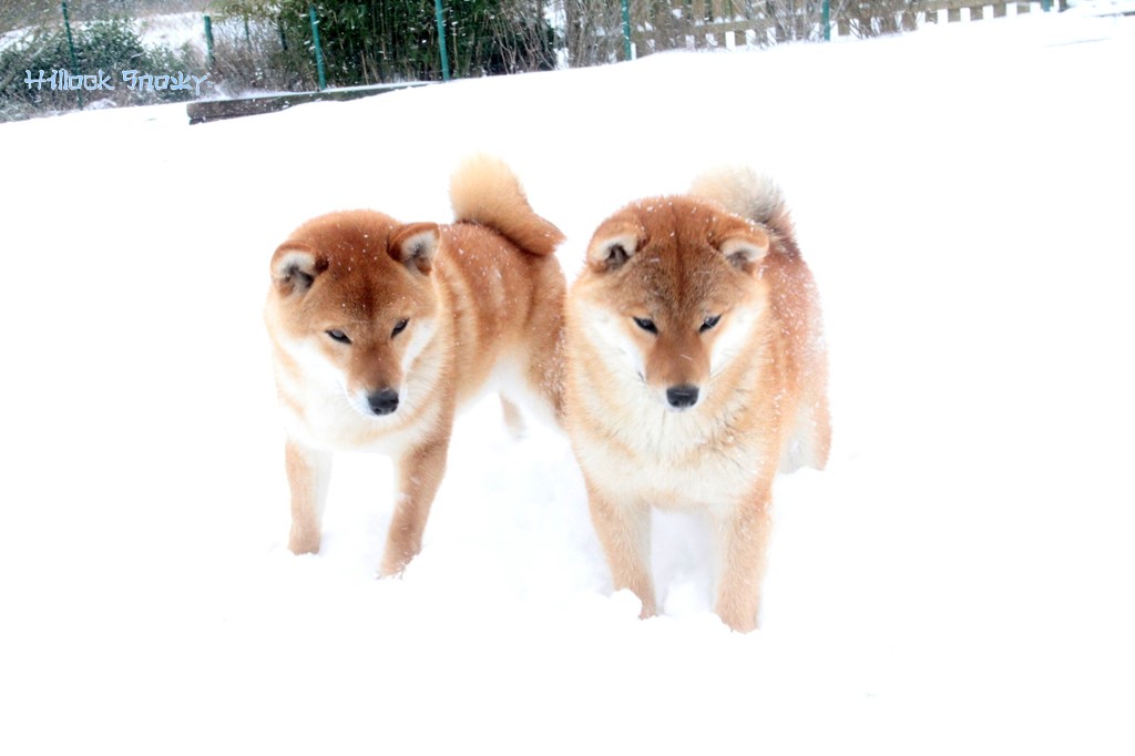 Ôkami & Shinichirou