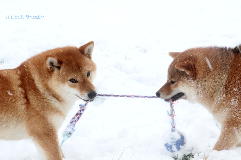 Shin & Ôkami