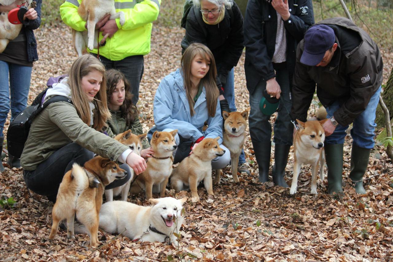 Hillock snowy family's and shiba friends