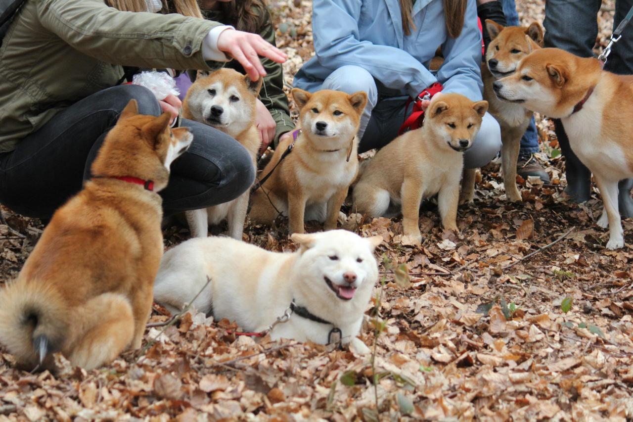 Hillock snowy family's and shiba friends