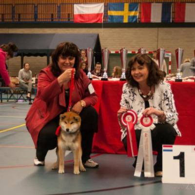 Résultats de nos shiba en expositions