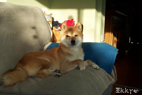 Shiba à la retraite Ikkyu