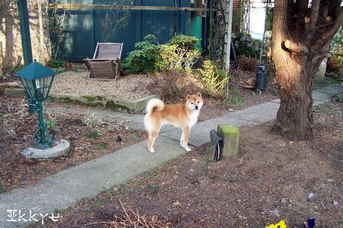 shiba inu retraité placé