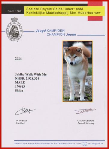 champion junior de belgique shiba