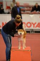 shiba Kitai en exposition