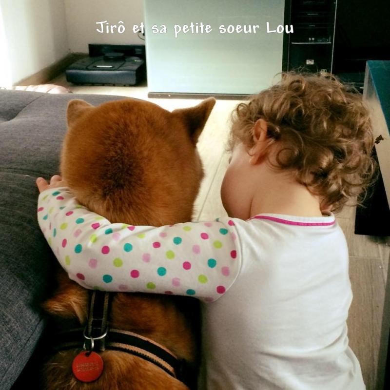 le shiba et les enfants ou l'arrivée d'un bébé