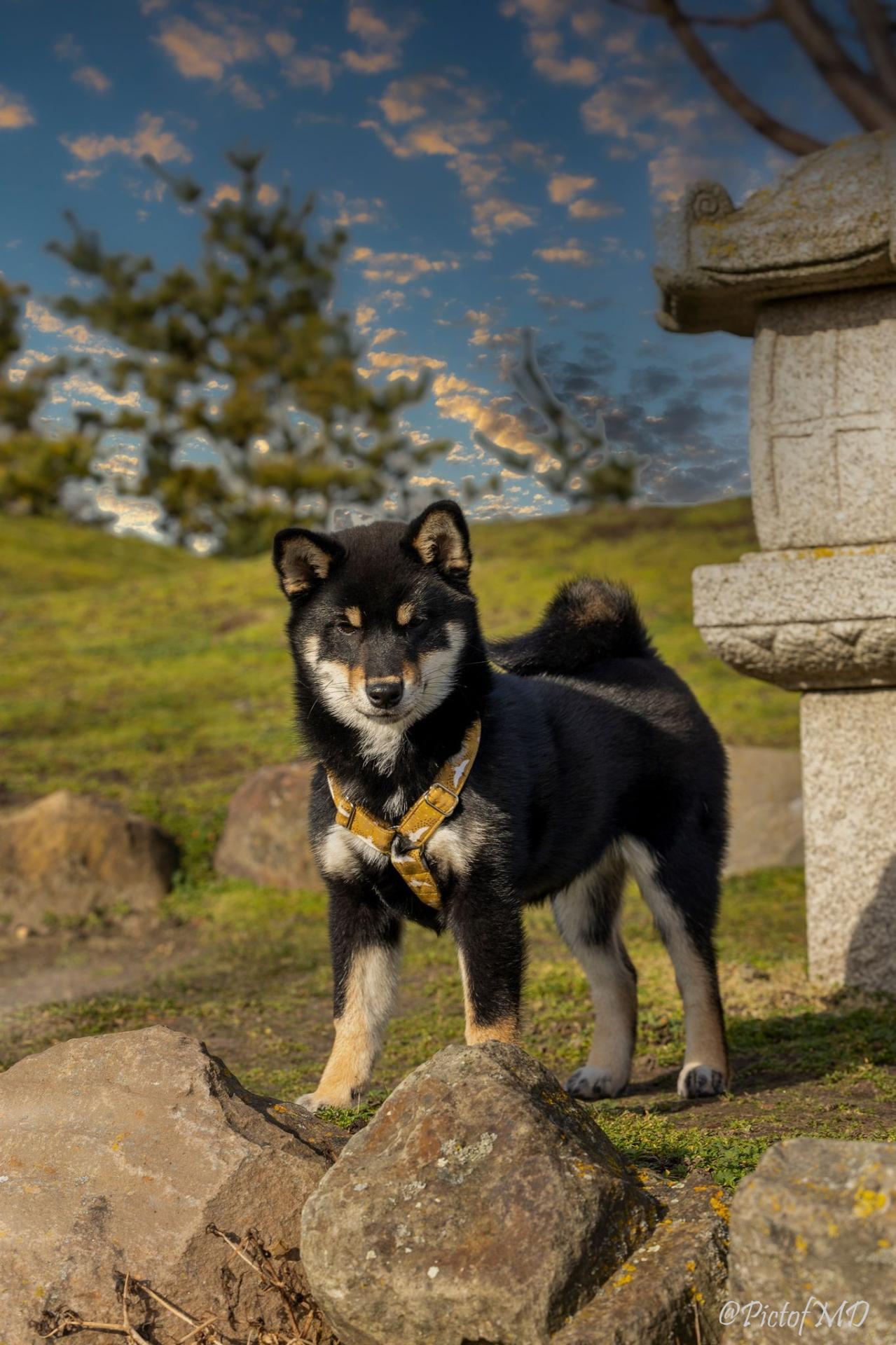 Shiba Inu  shooting Tsuki Hime No Koi from Hillock Snowy