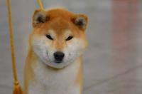 exposition canine shiba