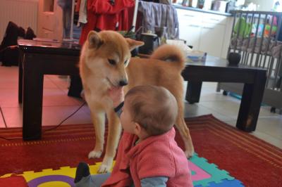 shiba et enfant