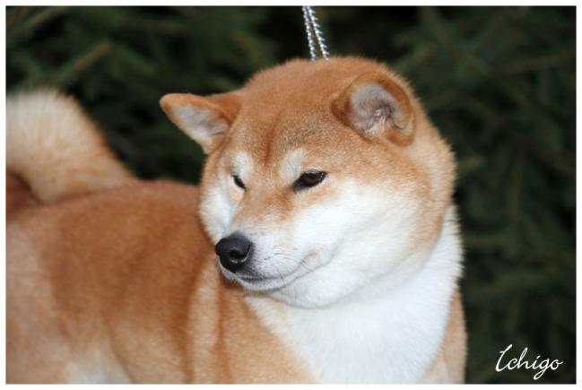 1shiba-ichigo.jpg