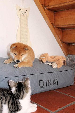 chiot shiba et chaton