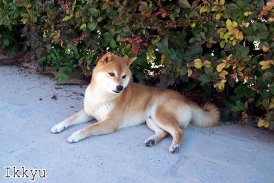 nos shiba inu en pension Ikkyu la belle vie