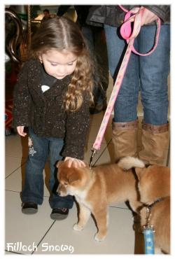 Shiba inu et les enfants