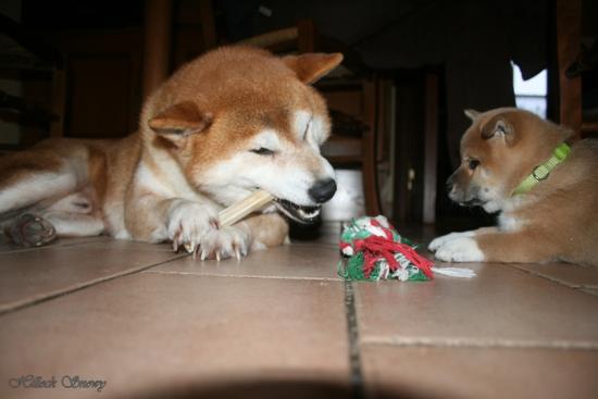 chiot shiba belgique