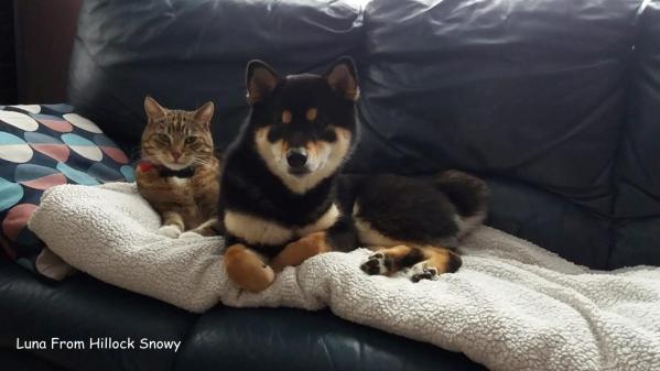 Chat et shiba entente