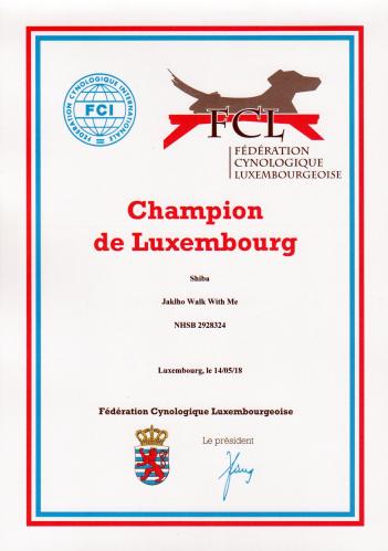 shiba champion du luxembourg