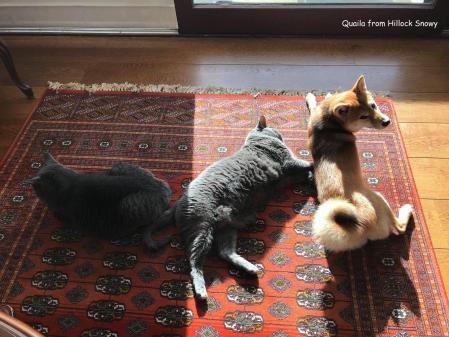 shiba et chats bain e soleil