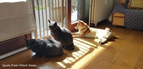 le shiba et les chats