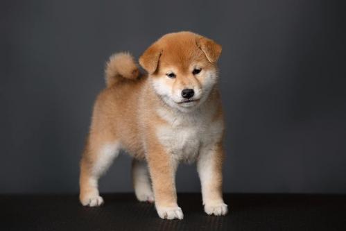 Shiba chiot femelle rousse Belgique