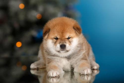 chiot shiba femelle roux élevage belgique