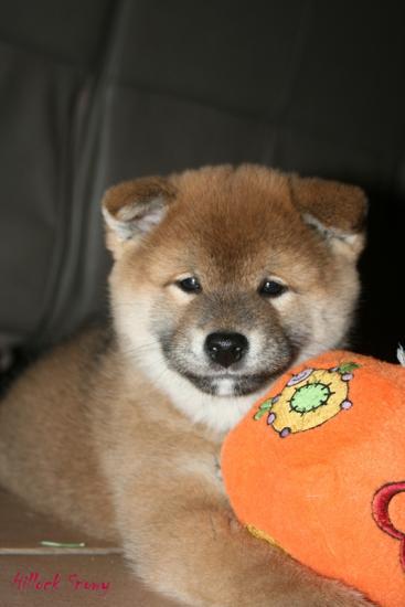 chiot shiba belgique