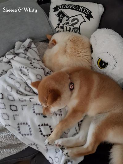 le shiba et la complicité du chat