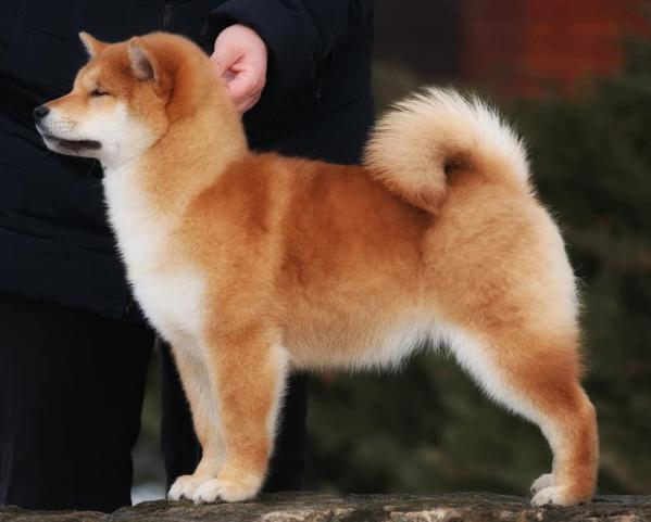 Red shiba Inu élevage belgique