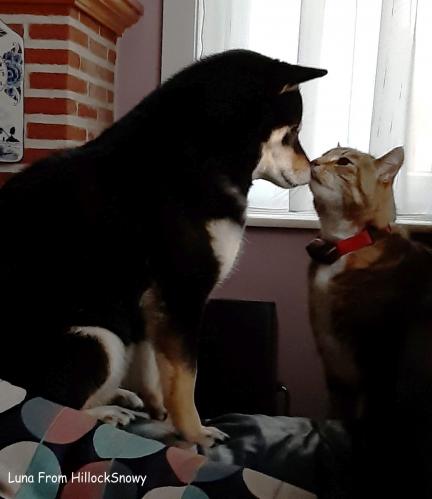 Luna la shiba et son ami le chat