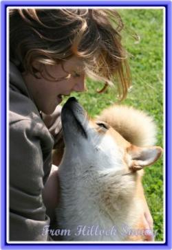 Shiba inu et les enfants