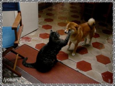 Shiba et chat