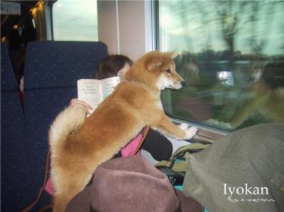 shiba en train