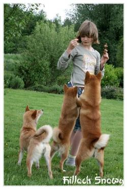 Shiba inu et les enfants