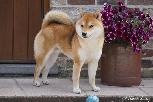 shiba inu belgique