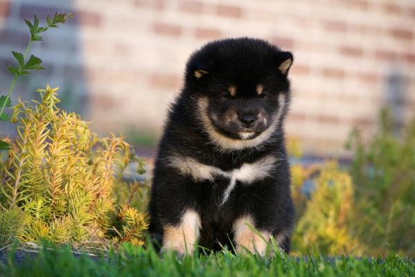 Chiot shiba inu à vendre