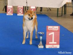 Shiba dog show mons