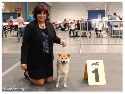 Shiba dog show luxembourg