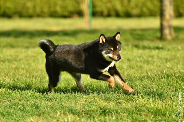 shiba inu from hillock snowy