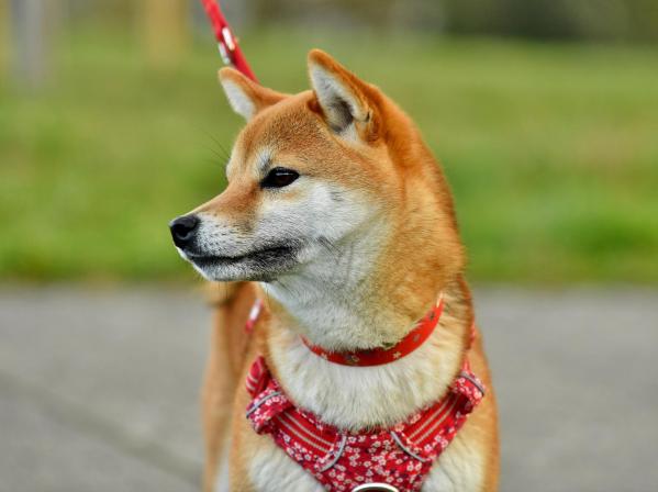 élevage shiba inu belgique
