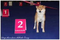 Shiba Ichigo show Genk