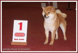 Shiba Masaru show Genk