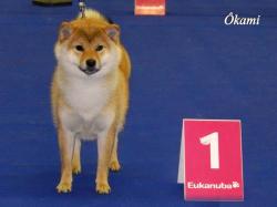 genk-show shiba ôkami