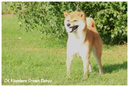 Shiba inu Ikkyu