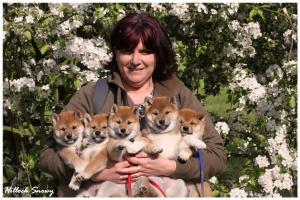 Shiba's family