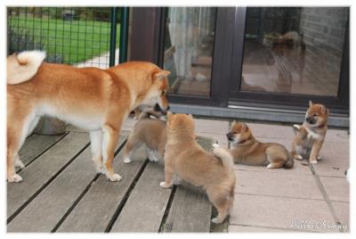 chiots shiba socialisation chien adulte