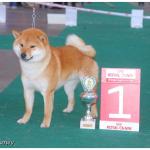 Shiba Inu Masaru expo Mouscron